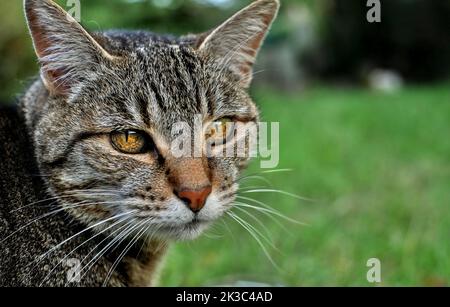 Primo piano di un gatto tabby europeo, sul lato sinistro. Copia spazio a destra. Foto Stock