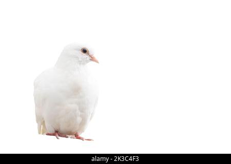 colomba bianca seduta, isolata su sfondo bianco Foto Stock