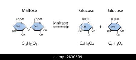 Effetto dell'enzima maltasi sulla molecola di zucchero del maltosio. Idrolisi del maltosio. Illustrazione vettoriale. Illustrazione Vettoriale