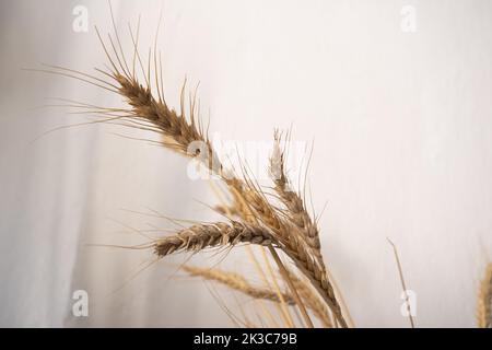 Primo piano gambi di grano essiccato, decorazione di cerimonia nuziale di arte di disposizione dei fiori, orecchio naturale dei fiori di grano, concetto di decorazione domestica Foto Stock