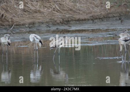 Flamingos più grande in un fiume. Più grande fenicottero Foto Stock