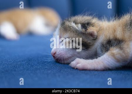 Fuoco selettivo sonno gatto neonato, cute piccolo gattino concetto, calico tabby gatti, adorabile animale domestico idea, Foto Stock