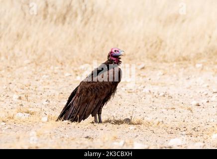 Un avvoltoio a faccia di LapPET nella savana di Kalahari Foto Stock