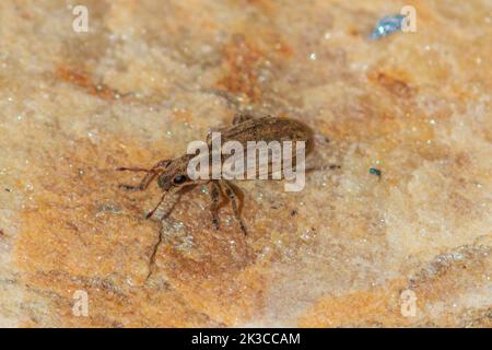 Sitona discoideus, Weevil a naso largo Foto Stock