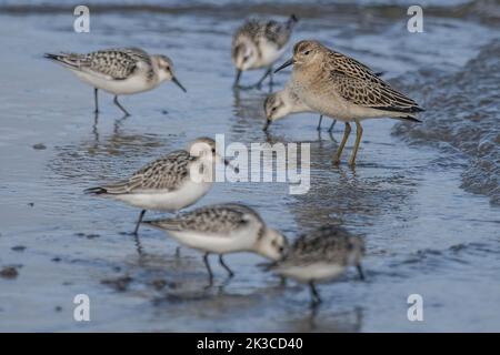 Baie de somme, oiseaux en vol Foto Stock