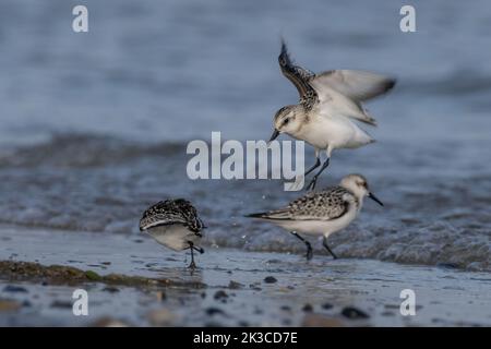 Baie de somme, oiseaux en vol Foto Stock