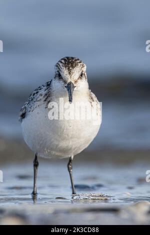 Baie de somme, oiseaux en vol Foto Stock