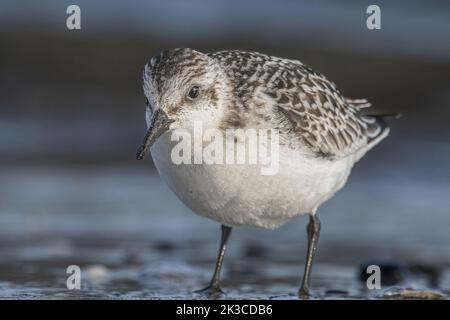 Baie de somme, oiseaux en vol Foto Stock