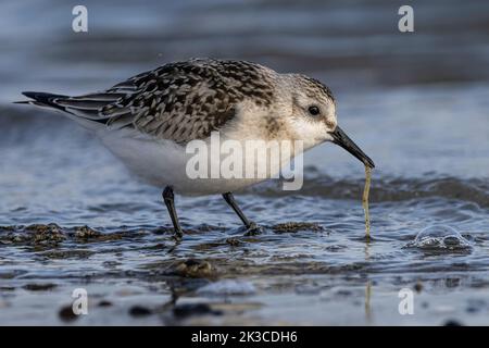 Baie de somme, oiseaux en vol Foto Stock