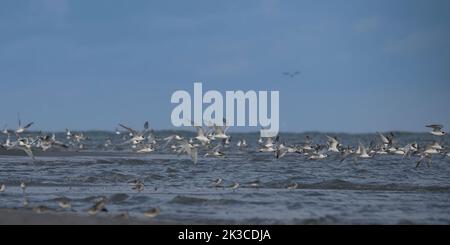 Baie de somme, oiseaux en vol Foto Stock