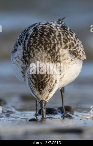 Baie de somme, oiseaux en vol Foto Stock