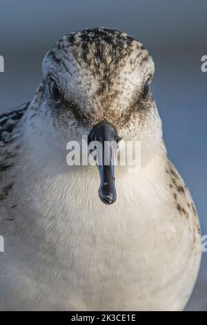 Baie de somme, oiseaux en vol Foto Stock
