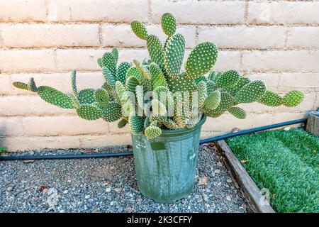 Un cactus in una pentola che cresce in un giardino. Foto Stock