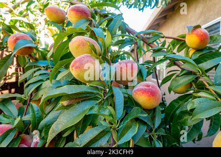 Pesche di produzione propria, che crescono su un albero di limone in giardino, mature e pronte da raccogliere. Foto Stock