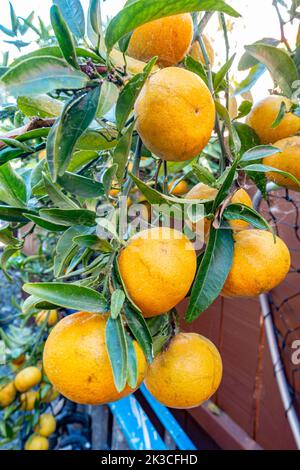 Arance di produzione propria, che crescono su un limone in giardino, mature e pronte per essere selezionate. Foto Stock