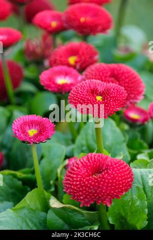 Bellis perennis tasso Series, Daisy tasso Series, Bellis perennis tasso misto, margherita inglese, margherita prato, margherita comune. Fiore completamente doppio Foto Stock
