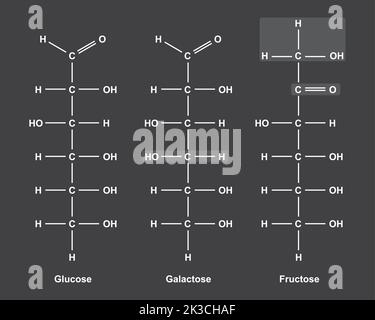 Illustrazione chimica dei monosaccaridi. Glucosio, fruttosio e galattosio. Illustrazione vettoriale. Illustrazione Vettoriale