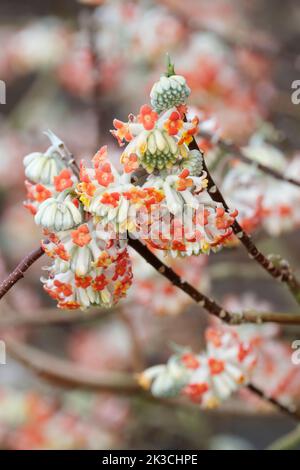 Edgeworthia chrysantha 'Red Dragon', Edgeworthia chrysantha 'Akebono', Edgeworthia chrysantha 'Rubra', Edgeworthia chrysantha rubra, paperbush. Foto Stock