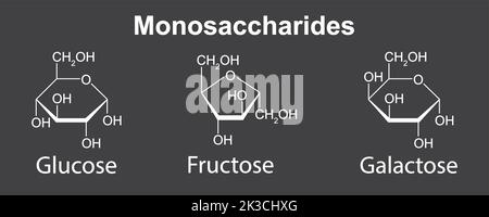 Illustrazione chimica dei monosaccaridi. Glucosio, fruttosio e galattosio. Illustrazione vettoriale. Illustrazione Vettoriale