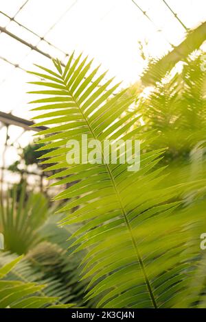 Foglie di palma verdi, il sole splende sullo sfondo, solo poche lame focalizzano lo sfondo tropicale astratto Foto Stock