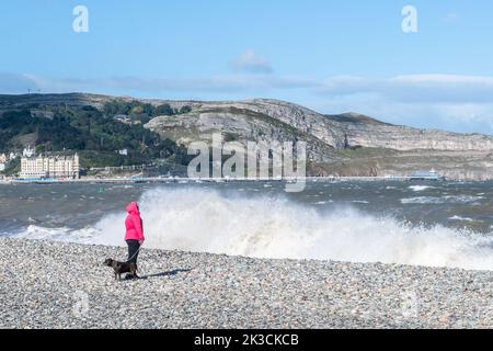 Llandudno, Galles del Nord, Regno Unito. 26th Set, 2022. I venti della forza di Gale hanno colpito oggi Llandudno sulla costa del Galles del Nord, causando enormi ondate che colpiscono la spiaggia. Credit: AG News/Alamy Live News Foto Stock