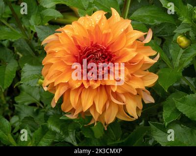 Dahlia 'Great Hercules'; una splendida varietà di bronzo, piatto giallo al giardino Chenies Manor nel mese di settembre. Foto Stock