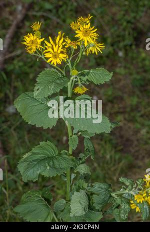 Ragwort alpino, Jacobaea alpina, in fiore nelle Alpi italiane. Foto Stock