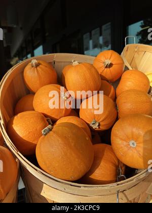 Un sacco di zucche autunnali in vendita a Patch di zucca per Halloween Foto Stock