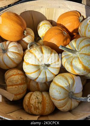 Un sacco di zucche autunnali in vendita a Patch di zucca per Halloween Foto Stock