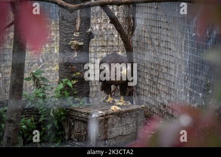 Lviv, Ucraina. 20th Set, 2022. Un'aquila salvata da Zaporizhzhia in una voliera nella Casa degli animali salvati a Leopoli. I dipendenti e i volontari della Casa degli animali salvati a Lviv hanno evacuato 171 animali dalla ferrovia per bambini Zaporizhzhia. Gli animali erano sotto costante stress a causa della loro vicinanza alla parte anteriore. Piccoli animali furono ospitati a Lviv, e per quelli più grandi (alci, alpaca, cervi, ecc.) furono costruiti recinti speciali fuori dalla città. (Foto di Pavlo Palamarchuk/SOPA Images/Sipa USA) Credit: Sipa USA/Alamy Live News Foto Stock