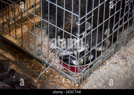 Lviv, Ucraina. 20th Set, 2022. Una gabbia con i procioni evacuati da Zaporizhzhia alla casa di Leopoli degli animali salvati. I dipendenti e i volontari della Casa degli animali salvati a Lviv hanno evacuato 171 animali dalla ferrovia per bambini Zaporizhzhia. Gli animali erano sotto costante stress a causa della loro vicinanza alla parte anteriore. Piccoli animali furono ospitati a Lviv, e per quelli più grandi (alci, alpaca, cervi, ecc.) furono costruiti recinti speciali fuori dalla città. (Foto di Pavlo Palamarchuk/SOPA Images/Sipa USA) Credit: Sipa USA/Alamy Live News Foto Stock