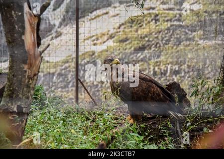 Lviv, Ucraina. 20th Set, 2022. Un'aquila salvata da Zaporizhzhia in una voliera nella Casa degli animali salvati a Leopoli. I dipendenti e i volontari della Casa degli animali salvati a Lviv hanno evacuato 171 animali dalla ferrovia per bambini Zaporizhzhia. Gli animali erano sotto costante stress a causa della loro vicinanza alla parte anteriore. Piccoli animali furono ospitati a Lviv, e per quelli più grandi (alci, alpaca, cervi, ecc.) furono costruiti recinti speciali fuori dalla città. (Foto di Pavlo Palamarchuk/SOPA Images/Sipa USA) Credit: Sipa USA/Alamy Live News Foto Stock