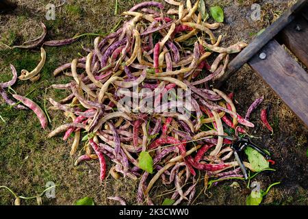 Fagioli borlotti appena raccolti Foto Stock