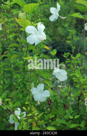 Hibiscus cinese bianco. Hibiscus fiore a bello nella natura. Cina fiore rosa closeup Foto Stock