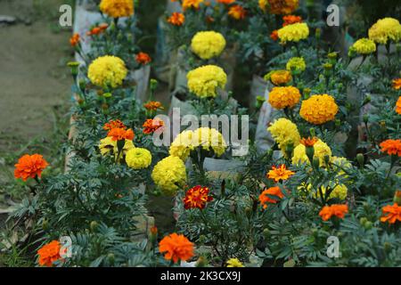Sfondo giallo e rosso del giardino Foto Stock