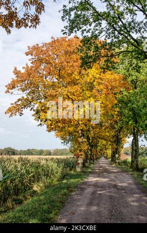 Strada sterrata tra campi agricoli, fiancheggiata da querce di colore autunnale, vicino a Tilburg, Paesi Bassi Foto Stock