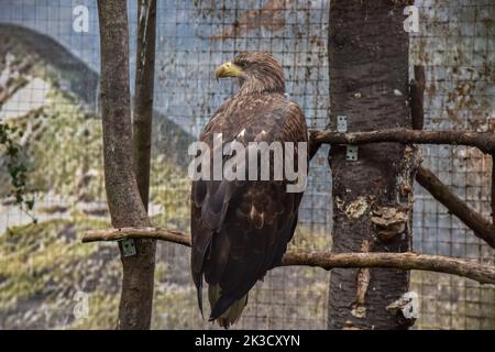 Lviv, Ucraina. 20th Set, 2022. Un'aquila salvata da Zaporizhzhia in una voliera nella Casa degli animali salvati a Leopoli. I dipendenti e i volontari della Casa degli animali salvati a Lviv hanno evacuato 171 animali dalla ferrovia per bambini Zaporizhzhia. Gli animali erano sotto costante stress a causa della loro vicinanza alla parte anteriore. Piccoli animali furono ospitati a Lviv, e per quelli più grandi (alci, alpaca, cervi, ecc.) furono costruiti recinti speciali fuori dalla città. (Credit Image: © Pavlo Palamarchuk/SOPA Images via ZUMA Press Wire) Foto Stock