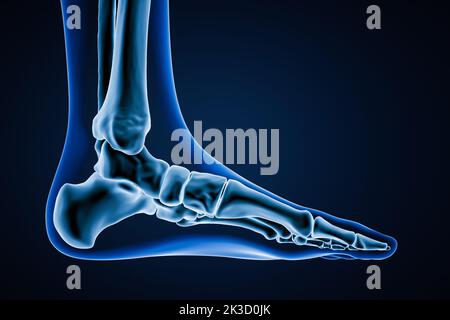 Vista mediale delle ossa del piede sinistro umano accurate con contorni del corpo su sfondo blu 3D rappresentazione grafica. Concetto di anatomia, osteologia, ortopedia Foto Stock