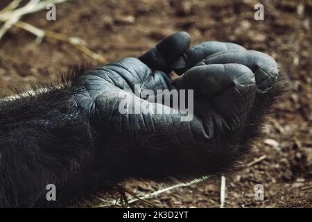 Primo piano della mano di un gorilla di montagna adulto che giace a terra Foto Stock