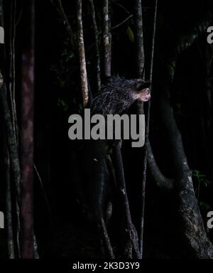 Ritratto notturno di Daubentonia madagascariensis aka lemure Aye-Aye, Atsinanana regione del Madagascar Foto Stock