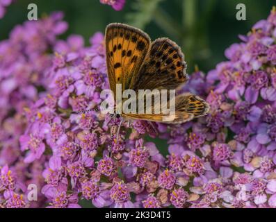 Femmina di rame scarso, Lycaena virgaureae che si nutrono di un giarrettino rosa alpino, Alpi italiane. Foto Stock