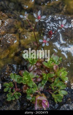 Sassifrage stellato, Saxifraga stellaris, in fiore in torrente di montagna. Foto Stock