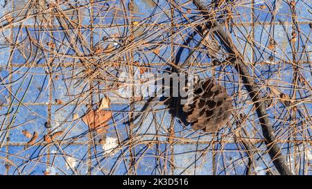 Aghi di pino secco e cono su piastrelle di rivestimento blu Foto Stock