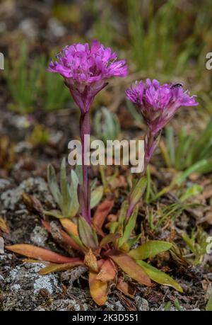 Mosca rossa alpina, Silene suecica, in fiore nella tundra di alta quota. Foto Stock