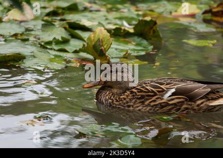 Anatra selvatica grigia primo piano che nuota in acqua. Un'anatra migratoria grigio-marrone con un becco arancione, la femmina guarda nella macchina fotografica e nuota lungo la p Foto Stock