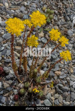 Stonecrop riflessato, rupestre di petrosedum, in fiore su preda. Foto Stock