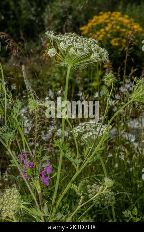 Carota lunare, libanotis Seseli in fiore. Foto Stock