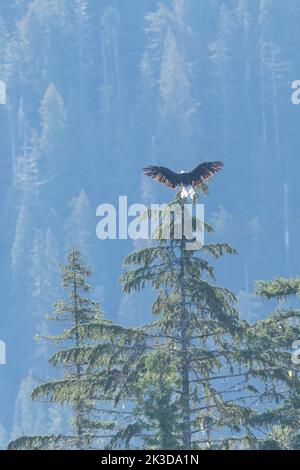 Un'aquila calva matura (Haliaeetus leucocephalus) che atterra sulla cima di un albero nella Columbia Britannica, Canada. Foto Stock