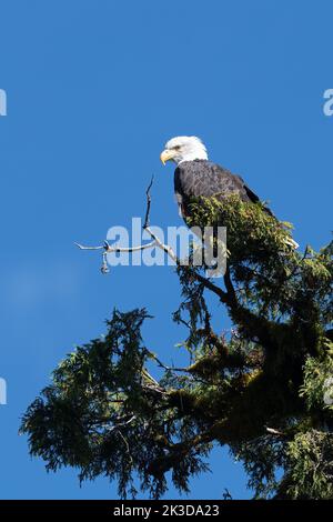 Un'aquila calva matura (Haliaeetus leucocephalus) arroccata sulla cima di un albero nella Columbia Britannica, Canada. Foto Stock