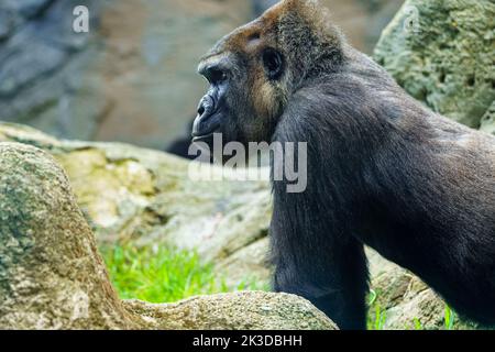 Gorilla africana in profilo fissando altri membri del suo pacchetto. Foto Stock
